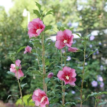 Hibiscus syriacus - 'Red Pillar™' Rose of Sharon
