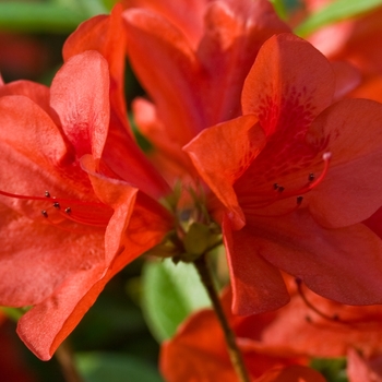 Encore® Autumn Bravo™ -Rhododendron hybrid