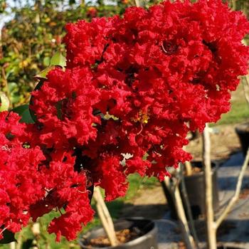 Dynamite Crapemyrtle -Lagerstroemia indica 'Dynamite'