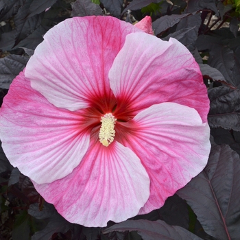 Rose Mallow -Hibiscus 'Starry Starry Night'