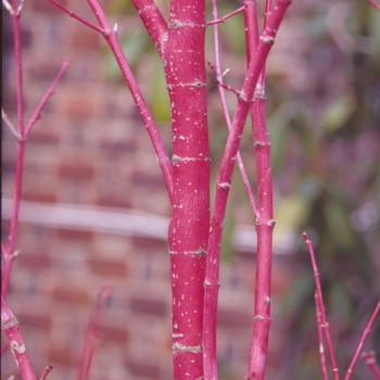 Coral Bark Maple -Acer palmatum 'Sango Kaku'