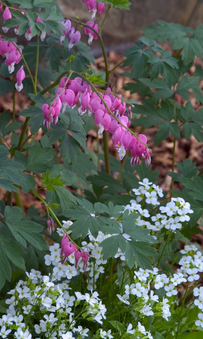 Bleeding Heart - Dicentra spectabilis (Bleeding Heart) from Evans Nursery