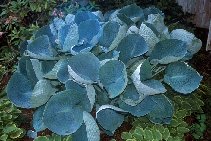 'Abiqua Drinking Gourd' Hosta, Plantain Lily - Hosta from Evans Nursery