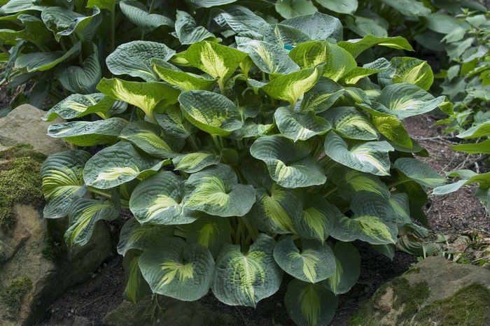  'Dream Weaver' - Hosta hybrid from Evans Nursery