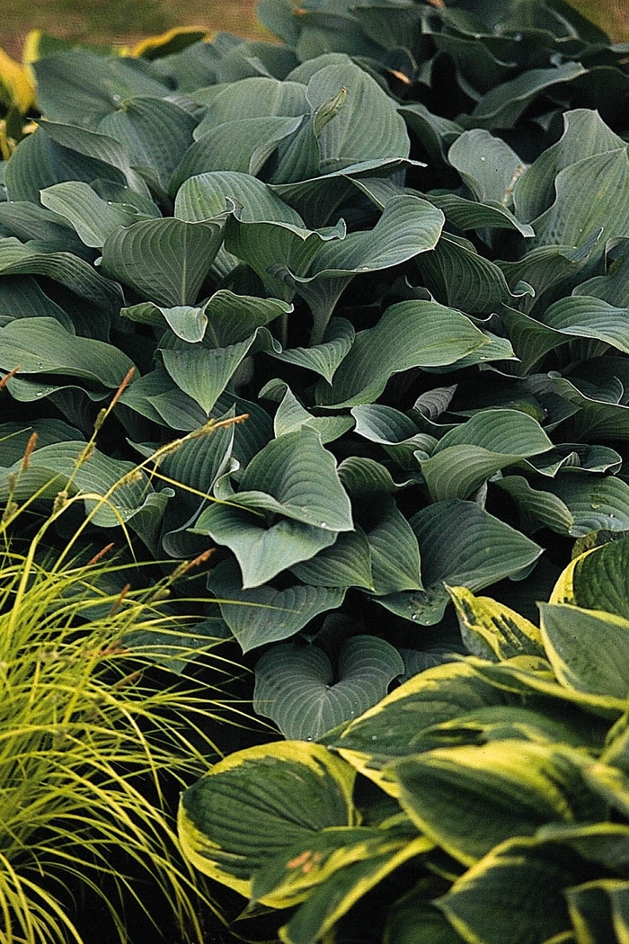 Plantain Lily - Hosta 'Krossa Regal' from Evans Nursery