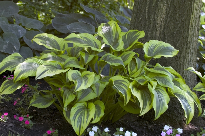 Montana Hosta - Hosta 'montana' Aureo-marginata from Evans Nursery