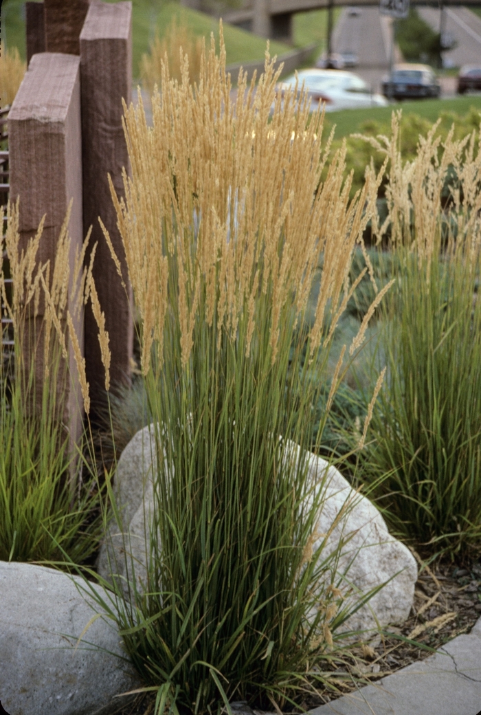 Feather Reed Grass - Calamagrostis acutiflora 'Karl Foerster' from Evans Nursery