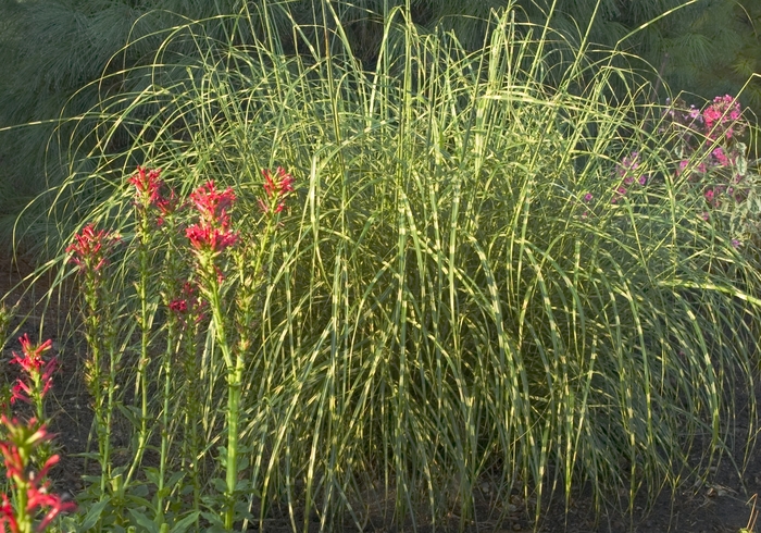 Miscanthus Sinensis Little Zebra Evans Nursery
