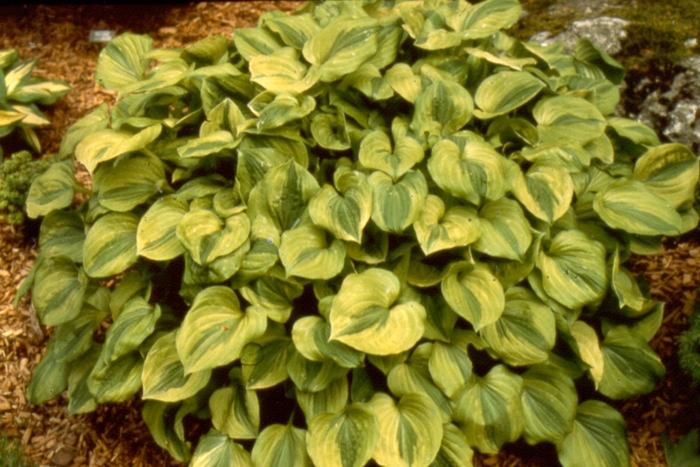 Plantain Lily - Hosta 'Grand Tiara' from Evans Nursery
