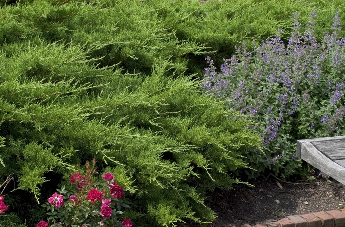 Nicks Pfitzer Compacta Juniper - Juniperus chinensis from Evans Nursery