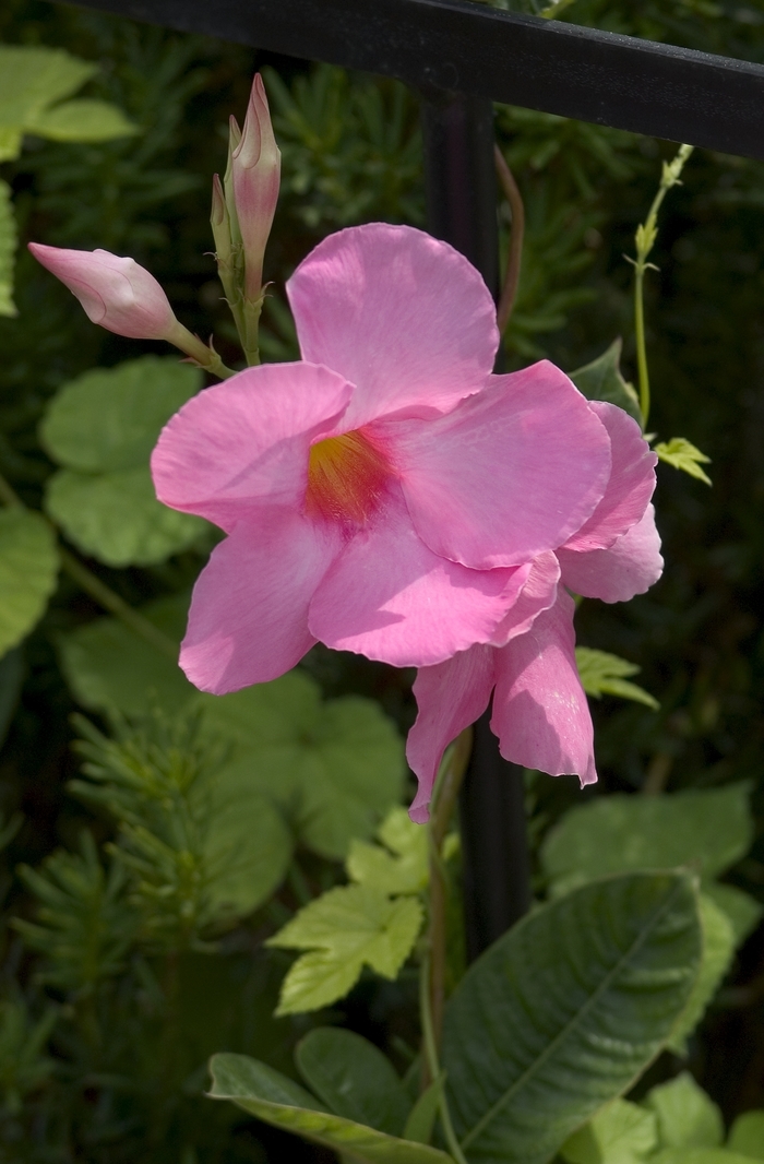 Mandevilla - Mandevilla sanderi 'Alice DuPont' from Evans Nursery