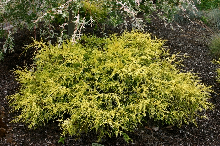 Lemon Thread Cypress - Chamaecyparis pisifera 'Lemon Thread' from Evans Nursery