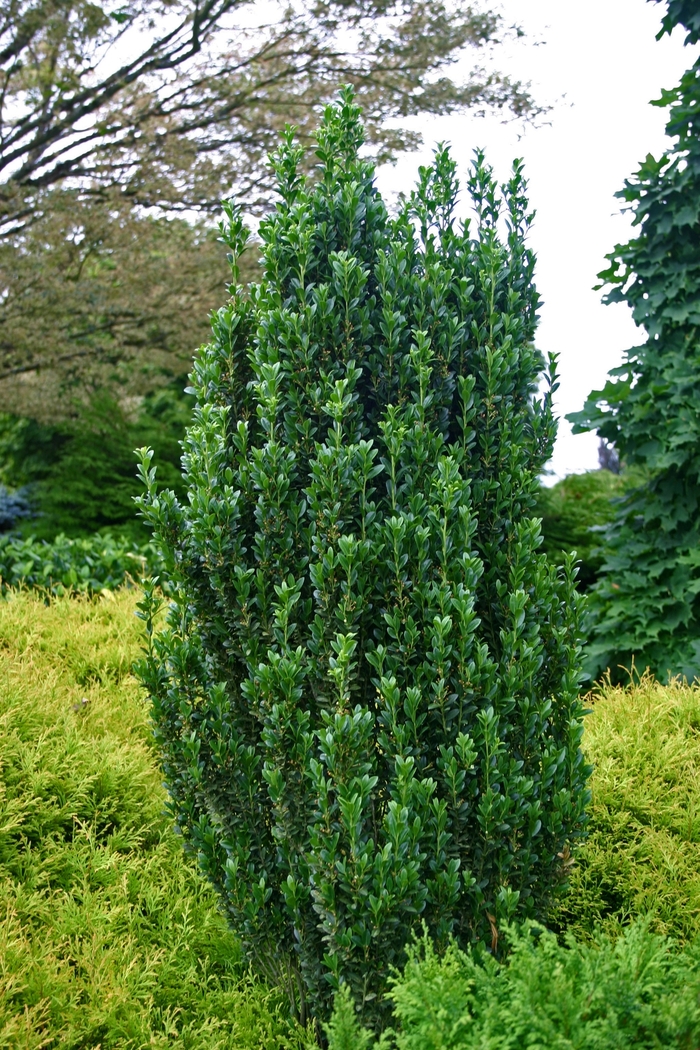 'Sky Pencil' Japanese Holly - Ilex crenata from Evans Nursery