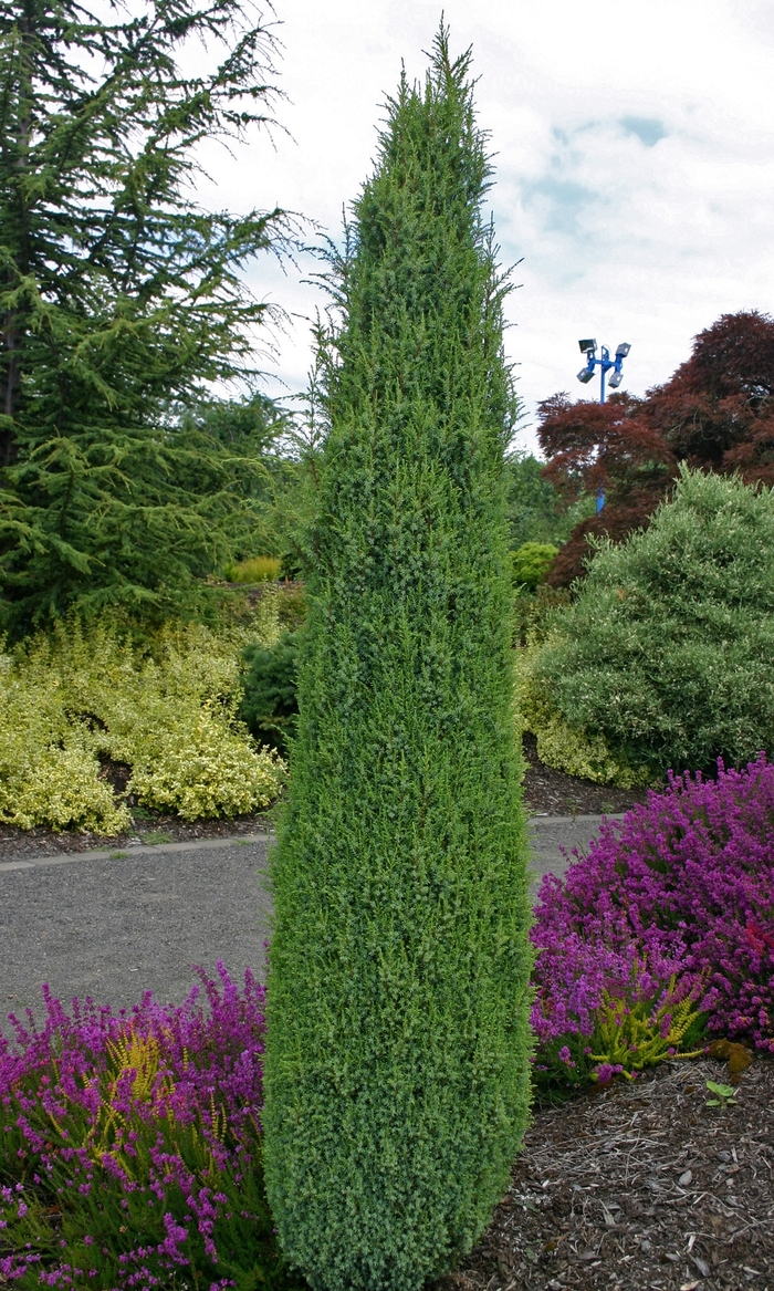 Irish Juniper - Juniperus communis 'Hibernica' from Evans Nursery