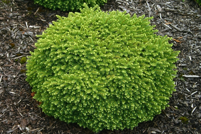 'Little Gem' Tree Form - Picea abies from Evans Nursery