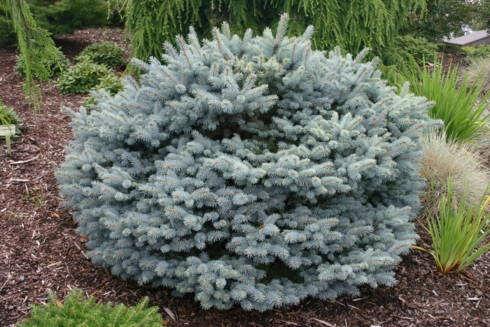 Globosa Blue Spruce - Picea pungens 'globosa Nana' from Evans Nursery