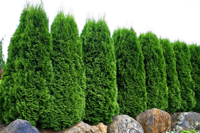  'Emerald' - Thuja occidentalis from Evans Nursery