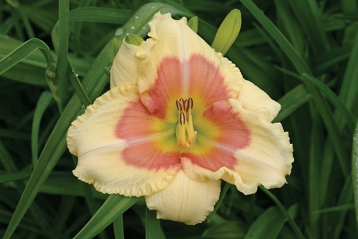 Daylily - Hemerocallis 'When My Sweeetheart Returns' from Evans Nursery