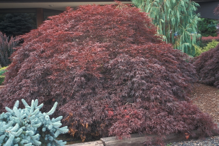 Weeping 'Tamukeyama' Maple - Acer palmatum 'Tamukeyama' from Evans Nursery