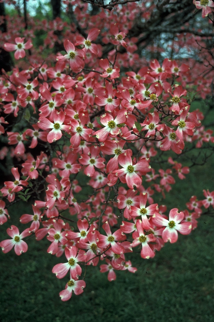 Cherokee Chief Flowering Dogwood - Cornus florida 'Cherokee Chief' from Evans Nursery