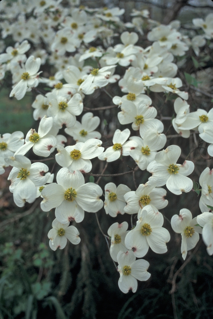 Dogwood - Cornus florida 'Cloud 9' from Evans Nursery