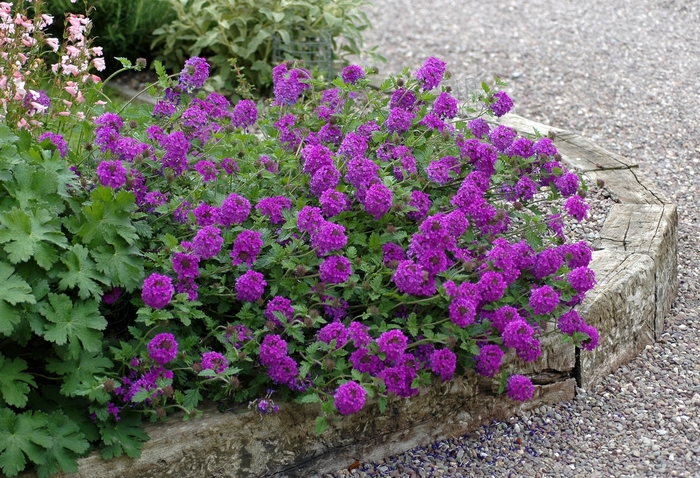Homestead Purple Verbena - Verbena hybrid 'Homestead Purple' from Evans Nursery