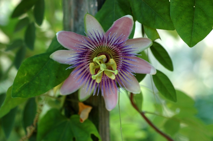 Passion Vine - Passiflora x belottii from Evans Nursery