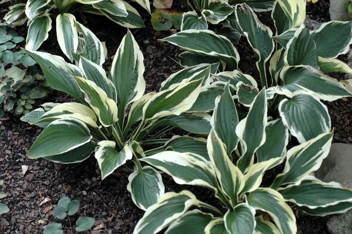 Patriot Hosta, Plantain Lily - Hosta ''Patriot'' (Hosta, Plantain Lily) from Evans Nursery