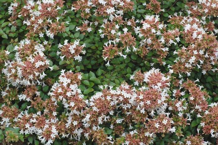 'Rose Creek' Glossy Abelia - Abelia x chinensis from Evans Nursery