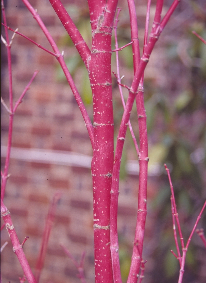 Coral Bark Maple - Acer palmatum 'Sango Kaku' from Evans Nursery