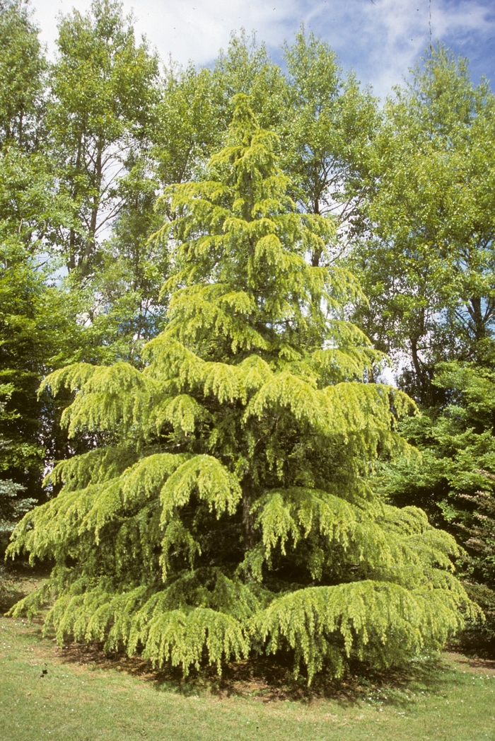 Golden Deodar Cedar - Cedrus deodara 'Aurea' from Evans Nursery