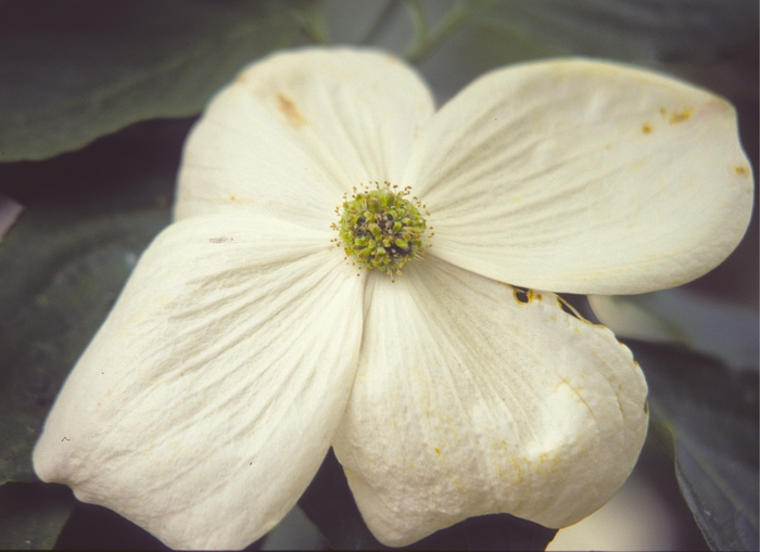 Venus Dogwood - Cornus x 'Venus' from Evans Nursery