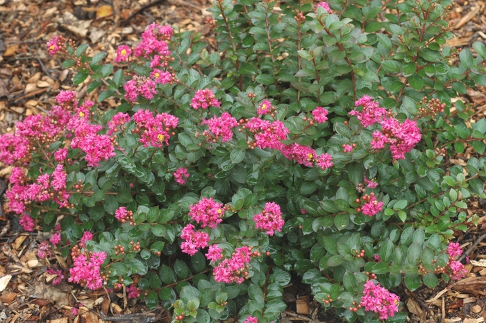 Pocomoke Crape Myrtle - Lagerstroemia indica 'Pocomoke' from Evans Nursery