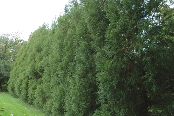 Yoshino Japanese Cryptomeria - Crytptomeria japonica 'Yoshino' from Evans Nursery