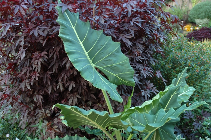 Elephant Ears - Alocasia hybrid 'Sarian' from Evans Nursery