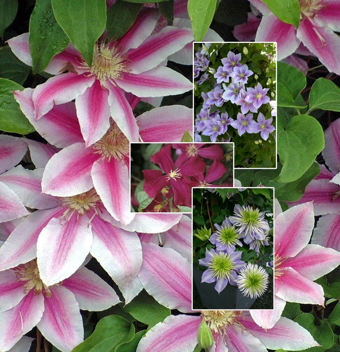 Clematis - Multiple Varieties from Evans Nursery