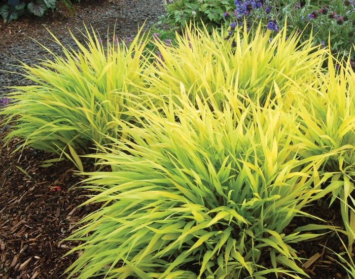 All Gold Hakonechloa Grass