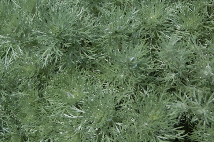 Nana - Artemisia schmidtiana from Evans Nursery