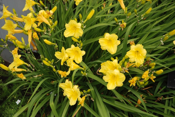 'Happy Returns' Daylily - Hemerocallis from Evans Nursery