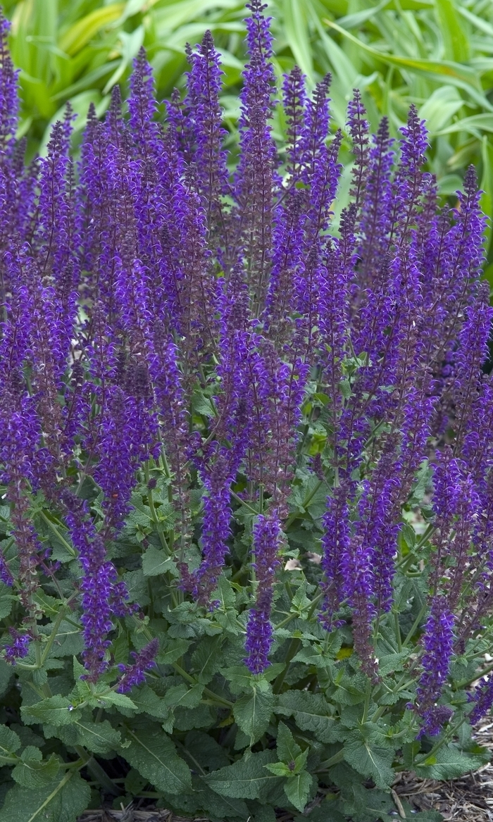 'May Night' - Salvia x sylvestris from Evans Nursery