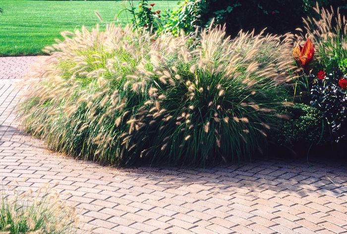 Dwarf Fountain Grass - Pennisetum alopecuroides 'Hameln' from Evans Nursery