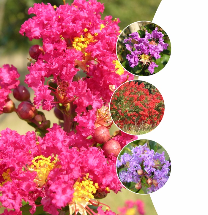 Lagerstroemia - Crepe Myrtle - Multiple Varieties from Evans Nursery