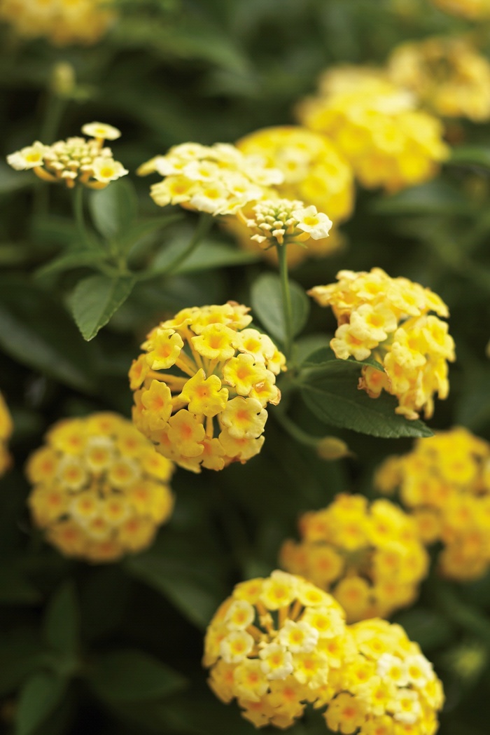 Luscious® Lemonade - Lantana camara from Evans Nursery