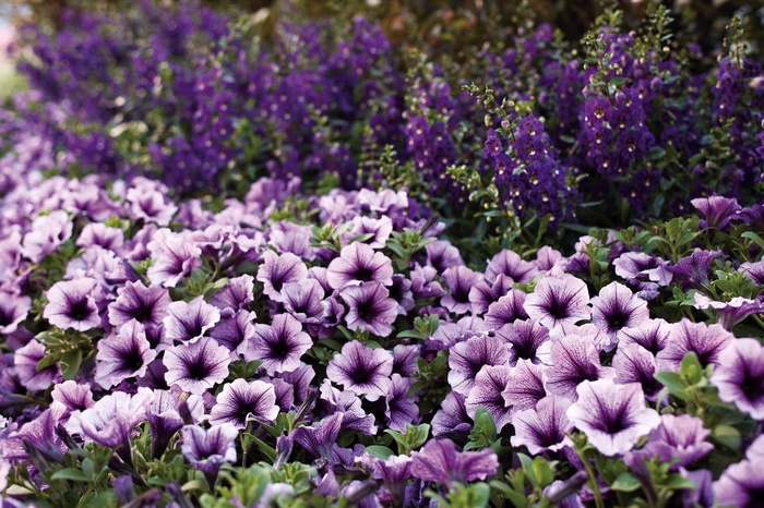 Supertunia® Bordeaux™ - Petunia hybrid from Evans Nursery