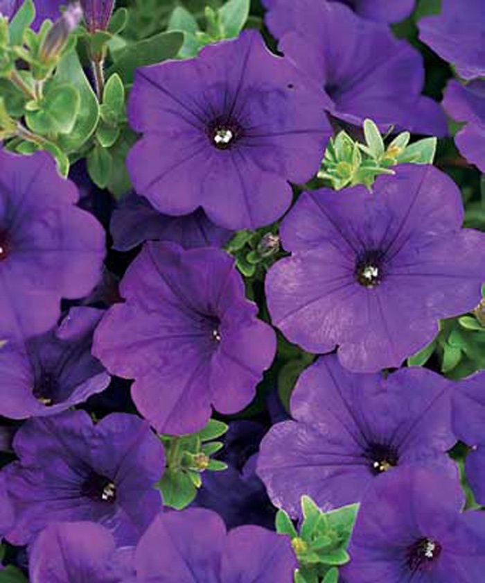 Supertunia® Royal Velvet® - Petunia hybrid from Evans Nursery