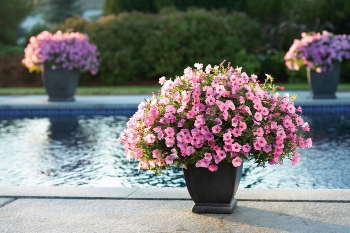 Supertunia Vista® Bubblegum® - Petunia hybrid from Evans Nursery