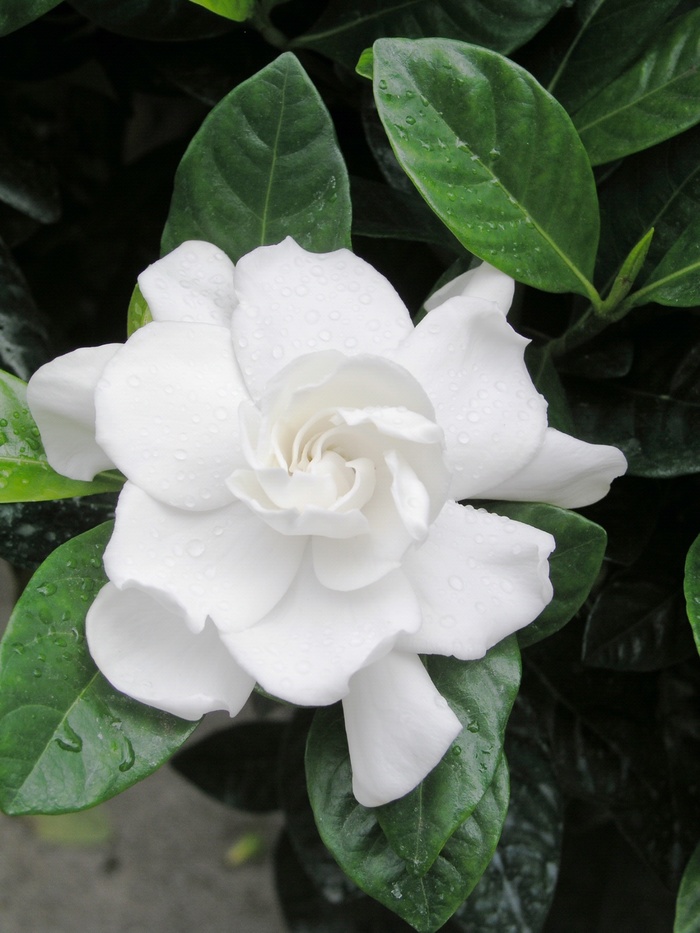 Gardenia Tree - Gardenia jasminoides 'Aimee' from Evans Nursery