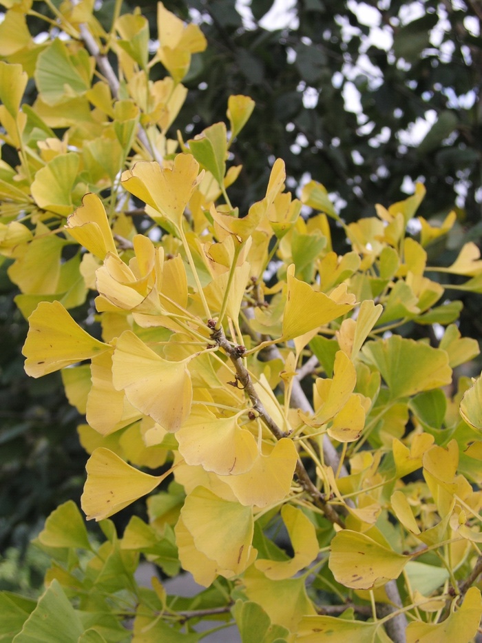Ginkgo biloba �Autumn Gold� Ginkgo Evans Nursery