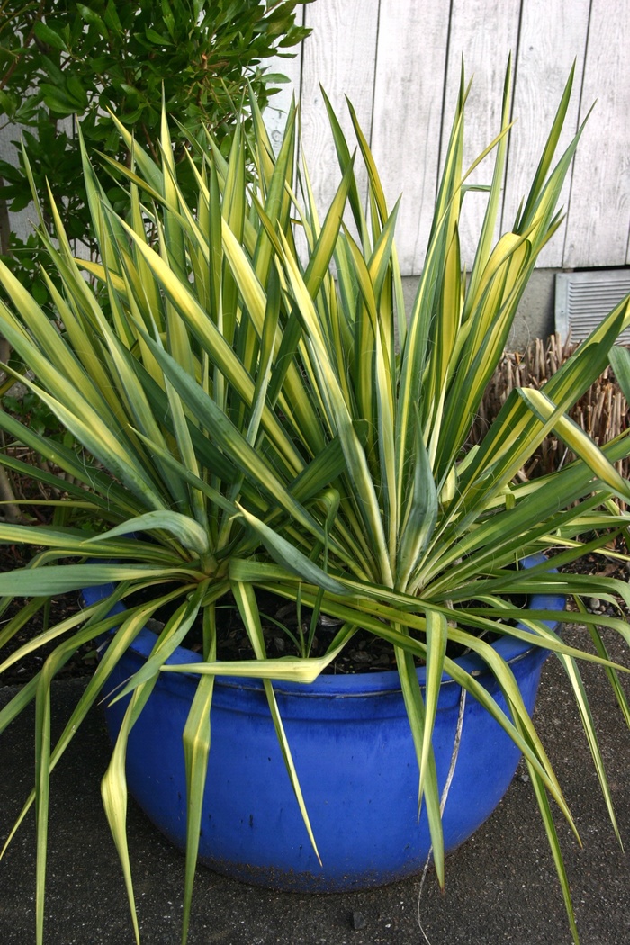 Yucca 'Color Gaurd' - Yucca filamentosa 'Color Guard' from Evans Nursery