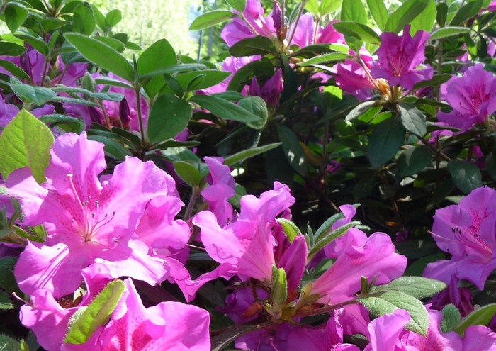 Encore® Autumn Royalty® - Rhododendron hybrid from Evans Nursery